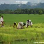 Situation getting Normal in Charaipung
