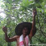 An Assamese farmer inspects the lemons in his lemon farm