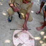 Nowbosia security personnel recovered 21 kilogram rear spices turtle from smuggler at pandoah in Lakhimpur district on 7th November 2010.