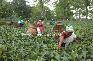 Green Diamond Assamese women tea laborers pluck tea leaves at a tea garden in Rajmai tea estate in Sivasagar district of Assam, India on 06 January, 2011. Tea growers in northeastern India say climate change has hurt the country's tea crop, leading not just to a drop in production but also subtly altering the flavor of their brew. Picture by Luit Chaliha.