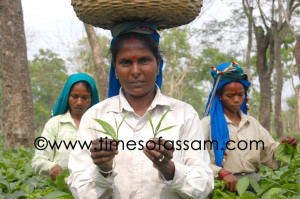 A woman tea worker displays newly grown tea leaves after plucking at the Krishna Bihari Tea Garden in Sivasagar, Assam on 27 April 2011. Assam and neighboring states account for more than 70 percent of the more than 1 million tons produced by India's $1.5 billion tea industry. The tea plantations employ nearly 3 million people, mostly women, in jobs that pay about $1.50 a day, plus free housing and subsidized food. Most of the workers are illiterate. A woman tea worker displays newly grown tea leaves after plucking at the Krishna Bihari Tea Garden in Sivasagar, Assam on 27 April 2011. Assam and neighboring states account for more than 70 percent of the more than 1 million tons produced by India's $1.5 billion tea industry. The tea plantations employ nearly 3 million people, mostly women, in jobs that pay about $1.50 a day, plus free housing and subsidized food. Most of the workers are illiterate.
