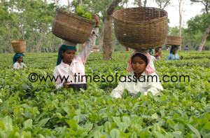 Women tea workers pluck tea leaves at the Krishna Bihari Tea Garden in Sivasagar, Assam on 27 April 2011. Assam and neighboring states account for more than 70 percent of the more than 1 million tons produced by India's $1.5 billion tea industry. The tea plantations employ nearly 3 million people, mostly women, in jobs that pay about $1.50 a day, plus free housing and subsidized food. Most of the workers are illiterate. Women tea workers pluck tea leaves at the Krishna Bihari Tea Garden in Sivasagar, Assam on 27 April 2011. Assam and neighboring states account for more than 70 percent of the more than 1 million tons produced by India's $1.5 billion tea industry. The tea plantations employ nearly 3 million people, mostly women, in jobs that pay about $1.50 a day, plus free housing and subsidized food. Most of the workers are illiterate.