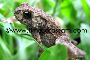 Baby frog. Photo by Diganta Talukdar