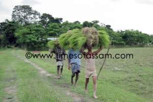 Photo by Diganta Kumar Talukdar