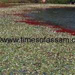 Water Lily Water Lily