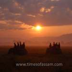 Tourists enjoying elephant ride in the wilderness of Kaziranga National Park