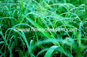 Nature's own Creation