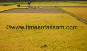 Luit Chaliha Photography