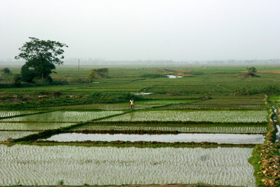 Agriculture in Assam