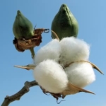 Cotton Plant Cotton Plant