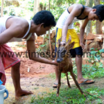 Injured Deer found at Guwahati Injured Deer found at Guwahati
