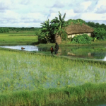 Bangladesh Rice Cultivation Bangladesh Rice Cultivation