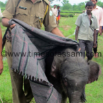 Elephant calves Elephant calves