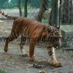 Tiger to Chattisgarh