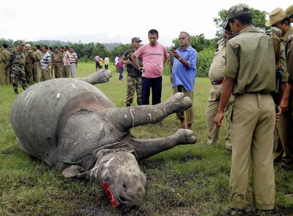 Killed & Dehorned Rhino in Assam