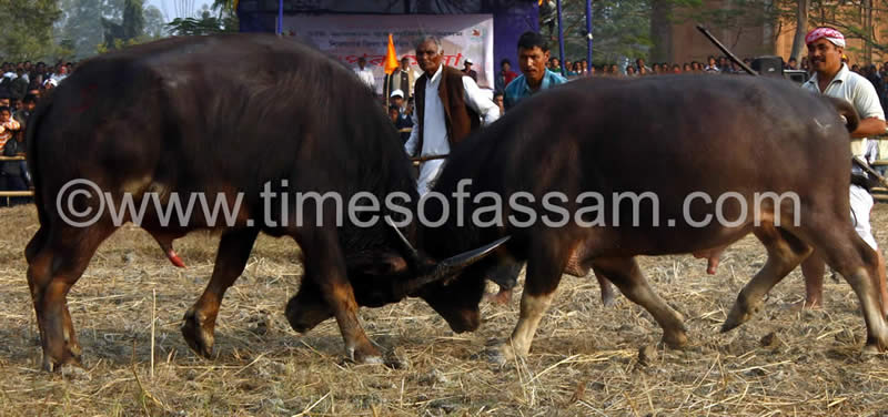 Luit Chaliha Photography